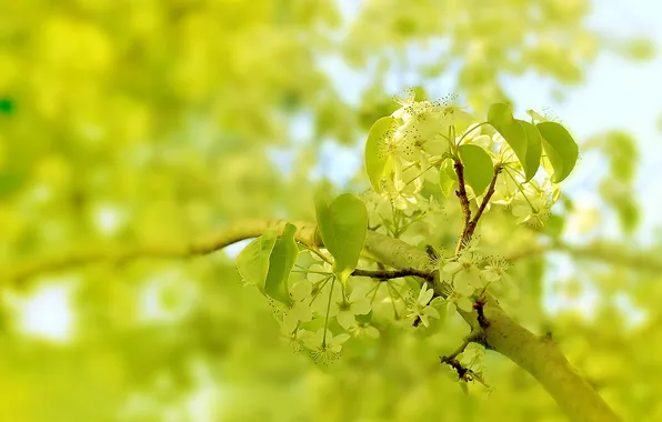 Picture Macro, Nature, Color, Tree, Spring, Leaves, Branch, Flora