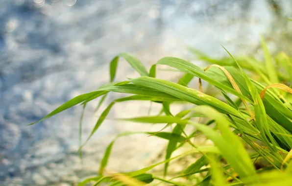 Picture grass, leaves, macro, nature, Wallpaper, plants, photos