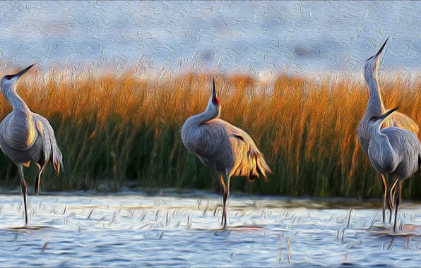 Birds, beautiful, painting, cranes