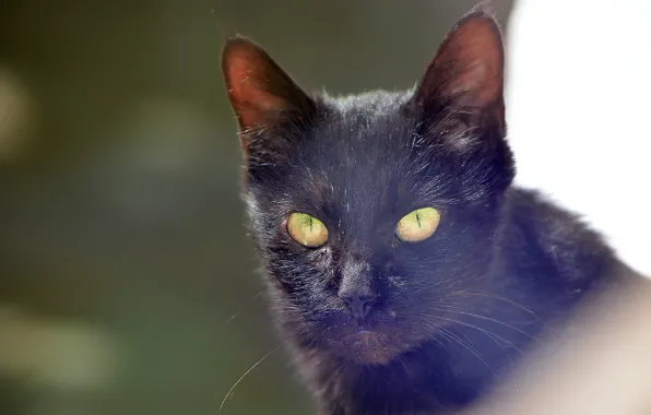 Black, green eyes, eyes, cat, looking, black cat, straight, starring