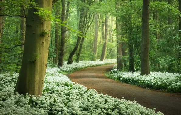 Picture Nature, Spring, White flowers, Ramsons flowers, Wild garlic, Forest path, Green Trees