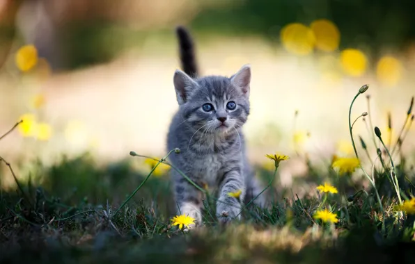Cat, grass, look, light, flowers, nature, kitty, grey