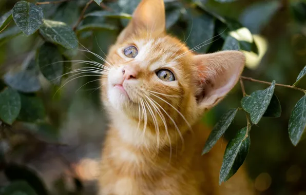 Picture cat, mustache, look, leaves, branches, nature, portrait, blur