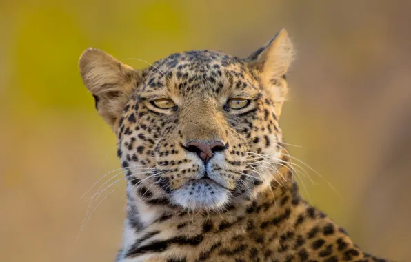 Picture look, face, background, portrait, leopard, wild cat