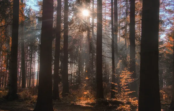 Autumn, forest, the sun, rays, light, trees, nature, trunks