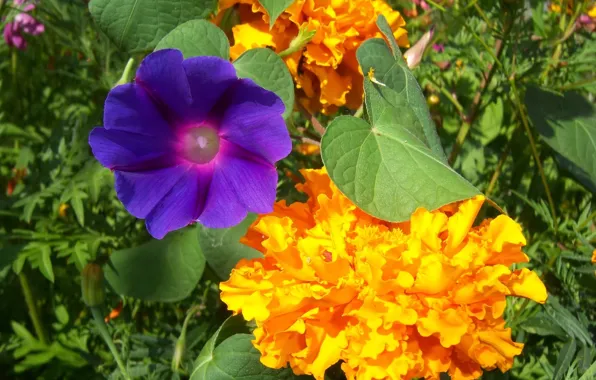 Macro, flowers, marigolds, bindweed, Mamala ©