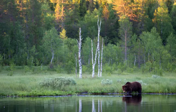 Forest, river, shore, bear, brown
