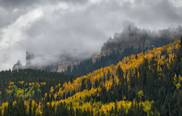 Autumn, forest, trees, mountains, fog, the slopes, tops, view