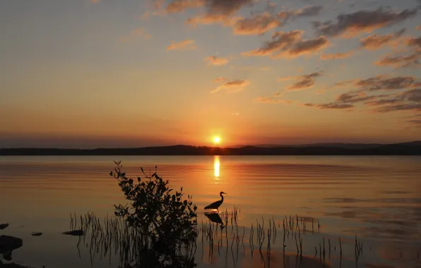 Picture the sun, sunset, lake, bird, Bush, the evening, Heron
