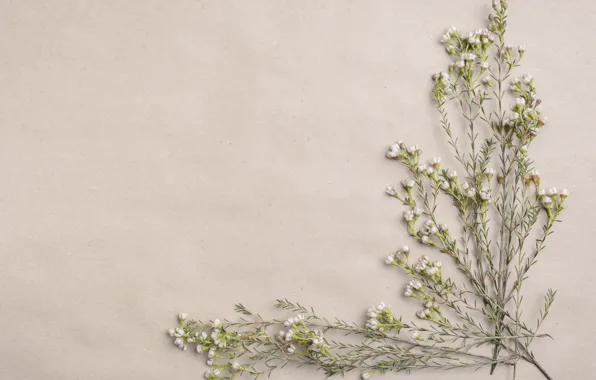 Picture paper, sprig, background, wildflowers