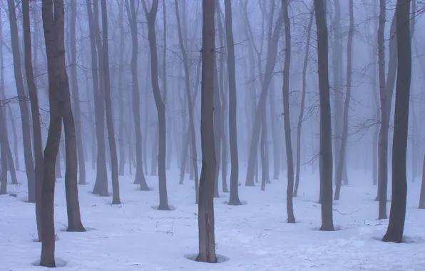 Snow, trees, nature, fog, spring, Russia, Samara, Stan
