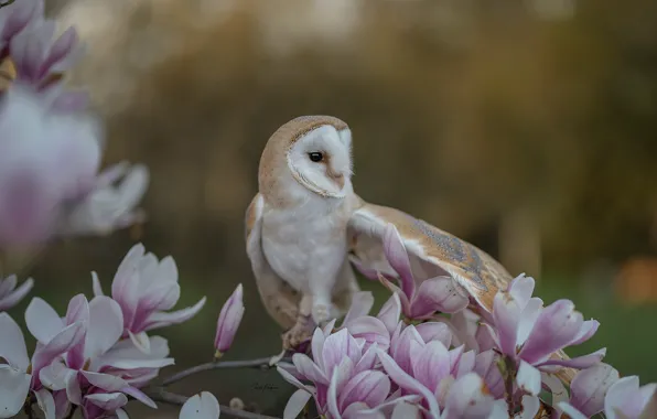 Picture flowers, branches, background, owl, bird, flowering, bokeh, Magnolia
