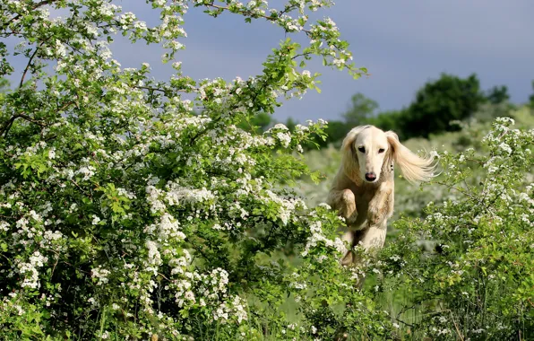 Flowers, branches, dog, spring, running, flowering, the bushes, Saluki