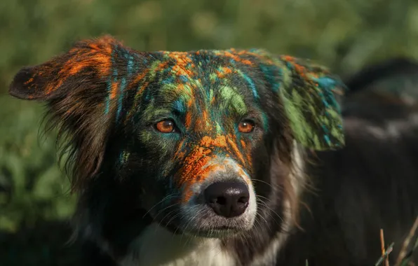 Face, paint, dog, got dirty