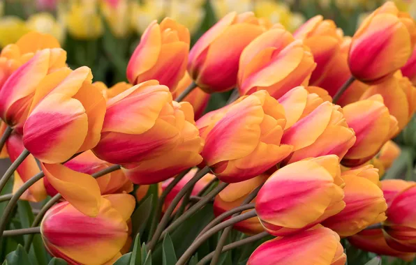 Macro, petals, tilt, tulips, buds, a lot