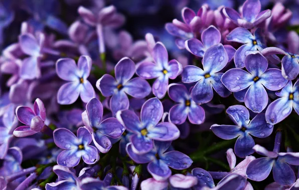 Drops, macro, light, flowers, spring, petals, flowering, lilac