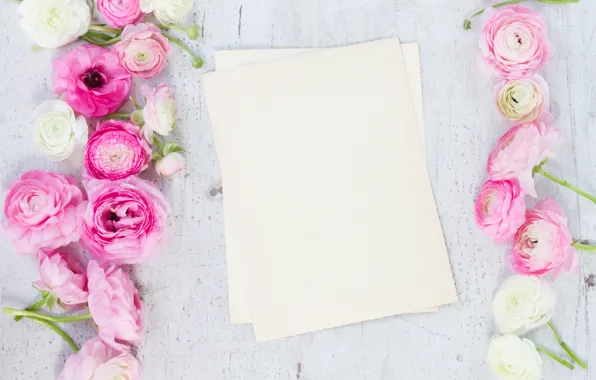 Picture white, pink, pink flowers, flowers, beautiful, buttercups, ranunculus