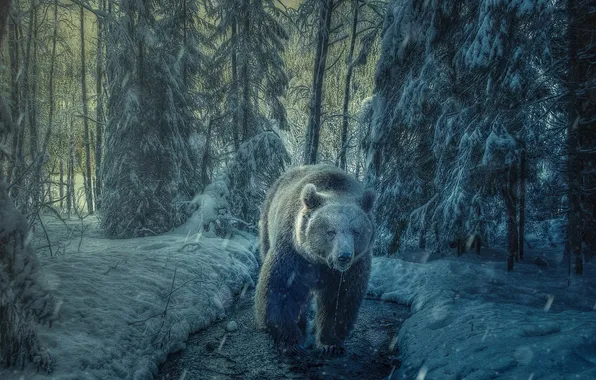 Winter, frost, forest, look, face, water, drops, snow
