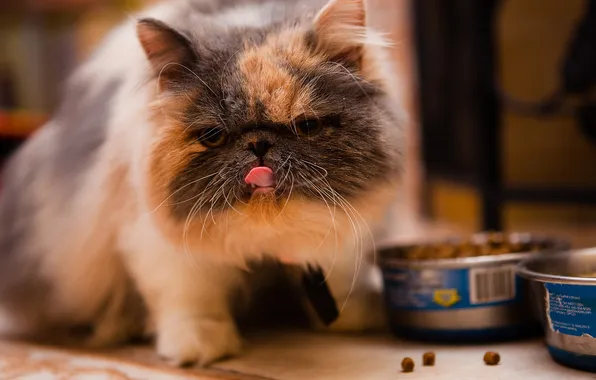 Picture cat, food, floor