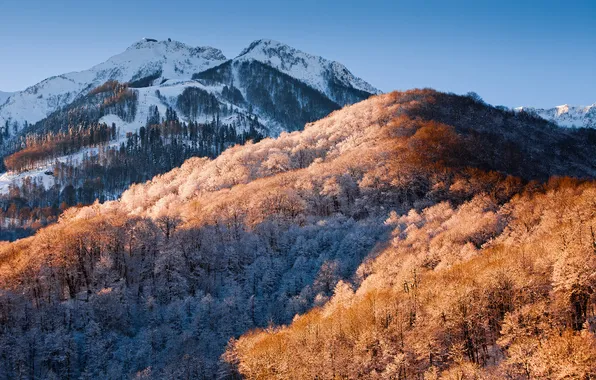 Winter, snow, trees, landscape, nature, Wallpaper, mountain, edge