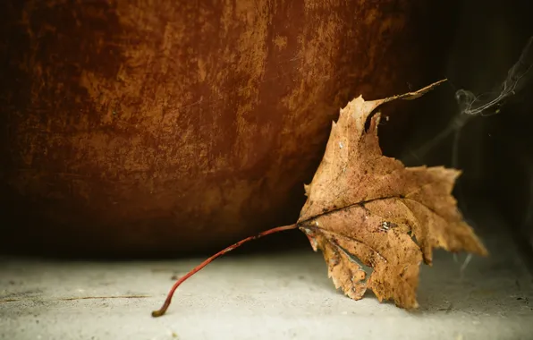 Autumn, leaves, nature