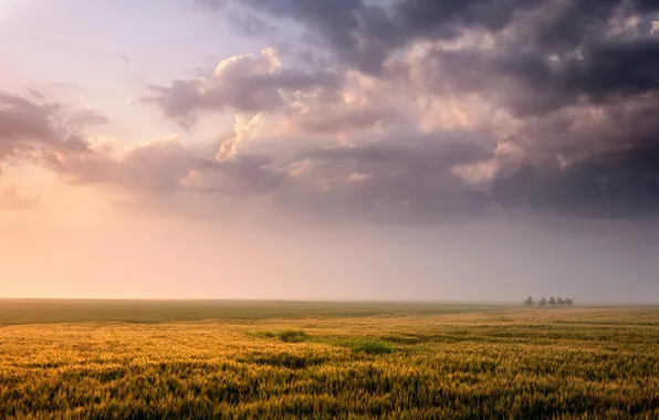 Field, the sky, nature