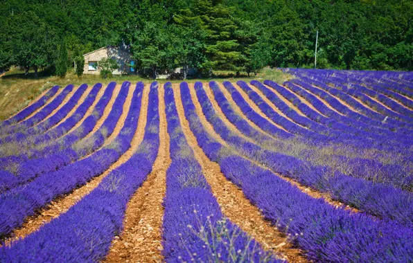 Greens, field, forest, the sun, trees, France, house, lavender