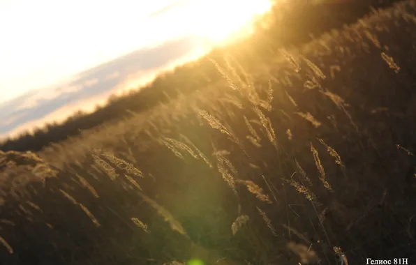 Field, nature, village, nikon, Ural, Tyumen, d5000, Helios 81
