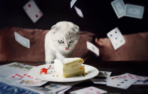 Language, cat, white, card, cat, look, pose, the dark background
