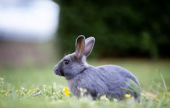 Nature, Grass, Rabbit