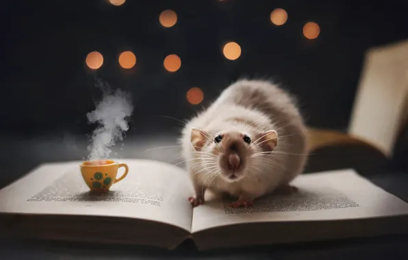Coffee, book, rat, the mug, nighttime reading