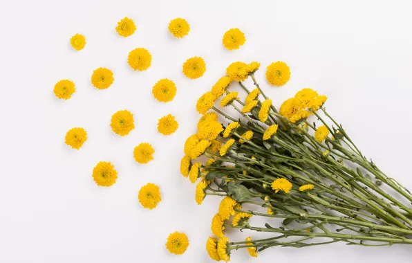 Yellow, Bouquet, Daisy