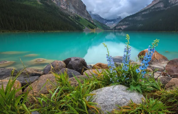 Picture flowers, mountains, lake