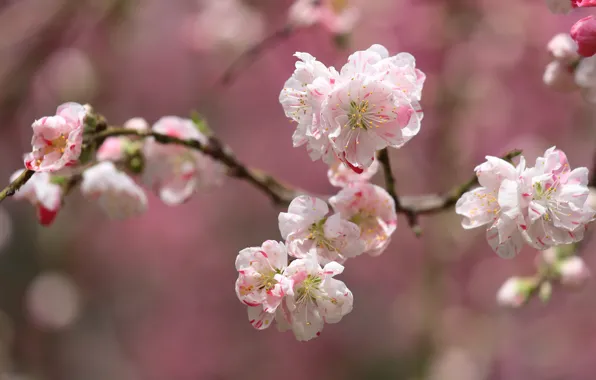 Flowers, background, branch, spring, Sakura, pink, flowering, bokeh