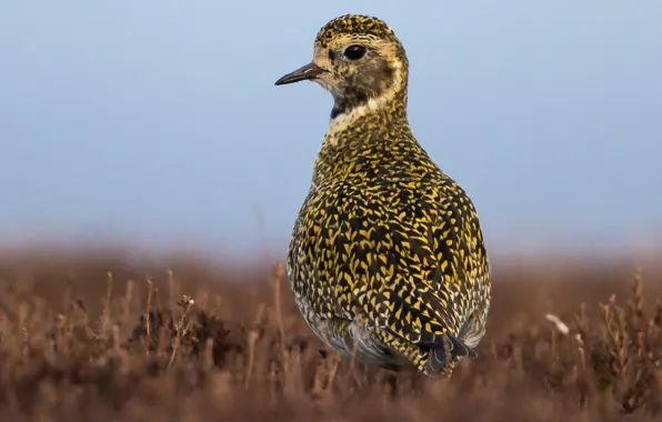 Picture nature, bird, beak, golden Plover
