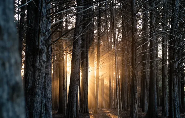 Forest, light, trees