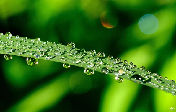 Picture greens, leaves, drops, Rosa