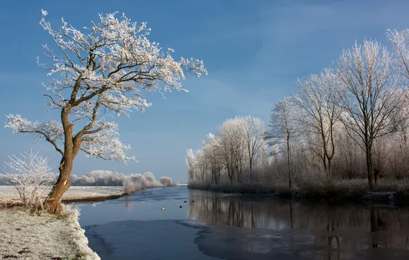 Picture winter, nature, river, tree