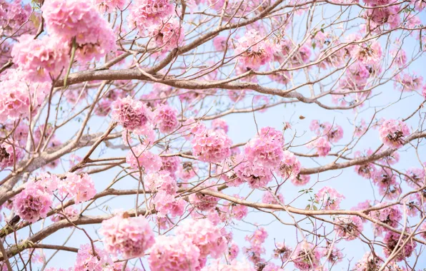 Flowers, branches, spring, pink, flowering, pink, blossom, flowers
