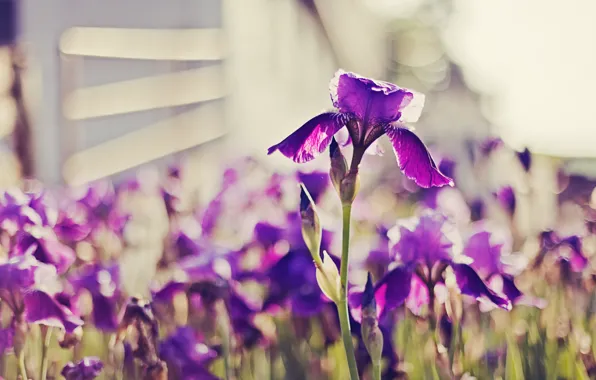 Purple, bright, irises