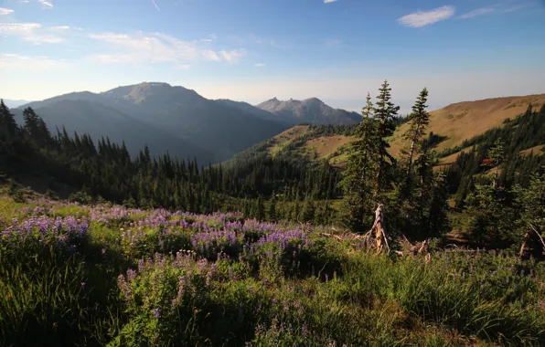 Picture forest, flowers, mountains, nature