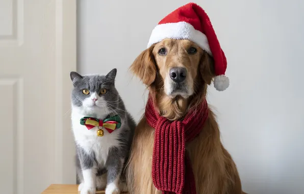 Cat, cat, look, pose, dog, scarf, Christmas, New year