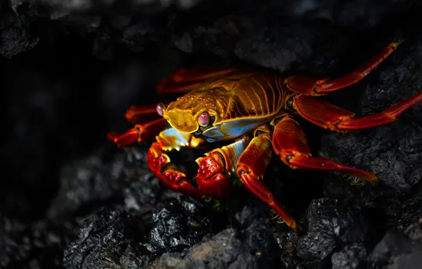 Look, red, the dark background, stones, shore, crab, claws