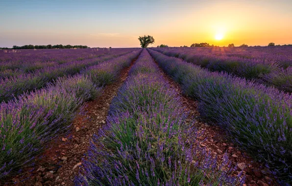 Field, summer, the sky, the sun, sunset, flowers, nature, France