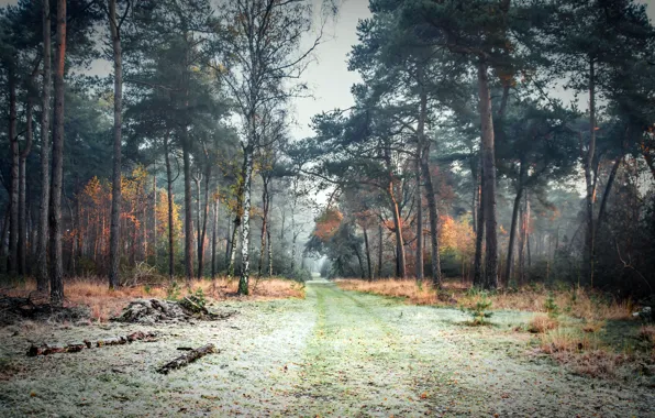 Road, forest, nature, fog