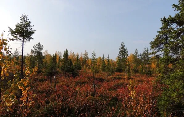 Picture autumn, forest, swamp