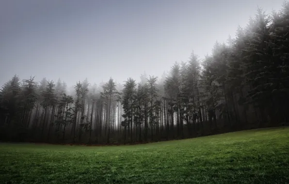 Picture forest, grass, fog, lawn, spruce, hill, coniferous