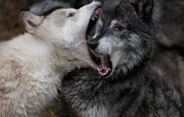 Nature, predator, animal, wolf, wildlife, portrait, portrait., Canis lupus. face