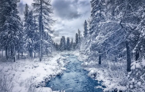 Winter, forest, snow, trees, river, Canada, Canada, Quebec