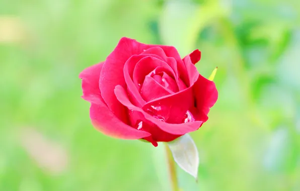 Drops, background, roses, buds